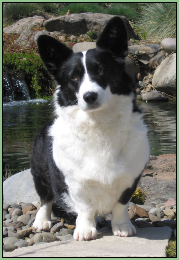 kestrel-pembroke-welsh-corgis