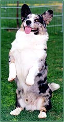 Ozzie
