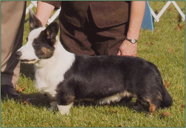 coedwig cardigan welsh corgis