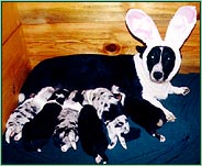 Star and puppies--2 weeks