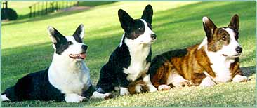 Mica, Opal, Bucky